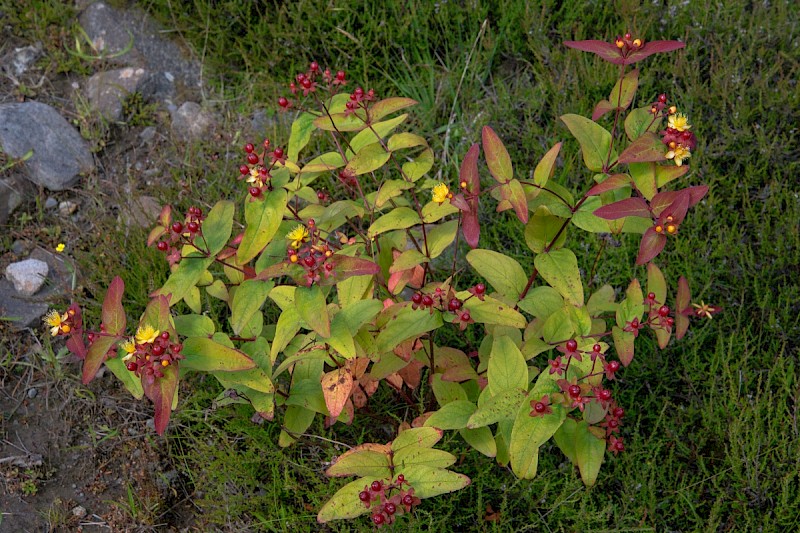 Hypericum androsaemum - © Charles Hipkin