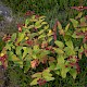 Hypericum androsaemum