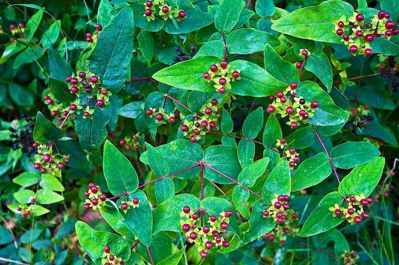 Hypericum androsaemum - © Charles Hipkin