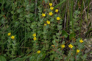 Hypericum elodes Marsh St John's-wort