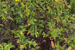 Hypericum forrestii Forrest's Tutsan