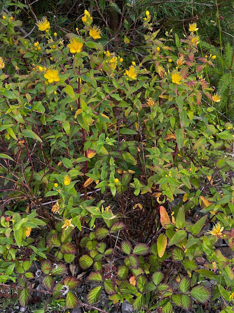 Hypericum forrestii - © Charles Hipkin