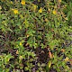 Hypericum forrestii