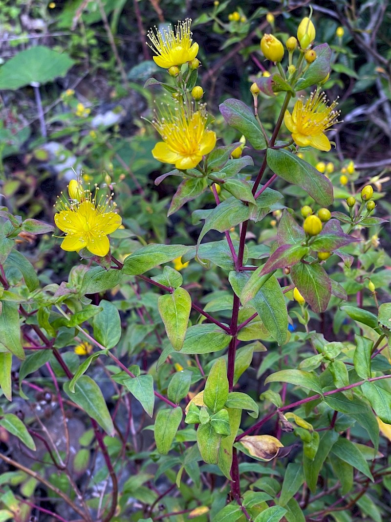 Hypericum forrestii - © Charles Hipkin