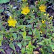 Hypericum forrestii