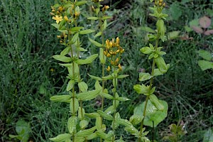 Hypericum hirsutum Hairy St John's-wort