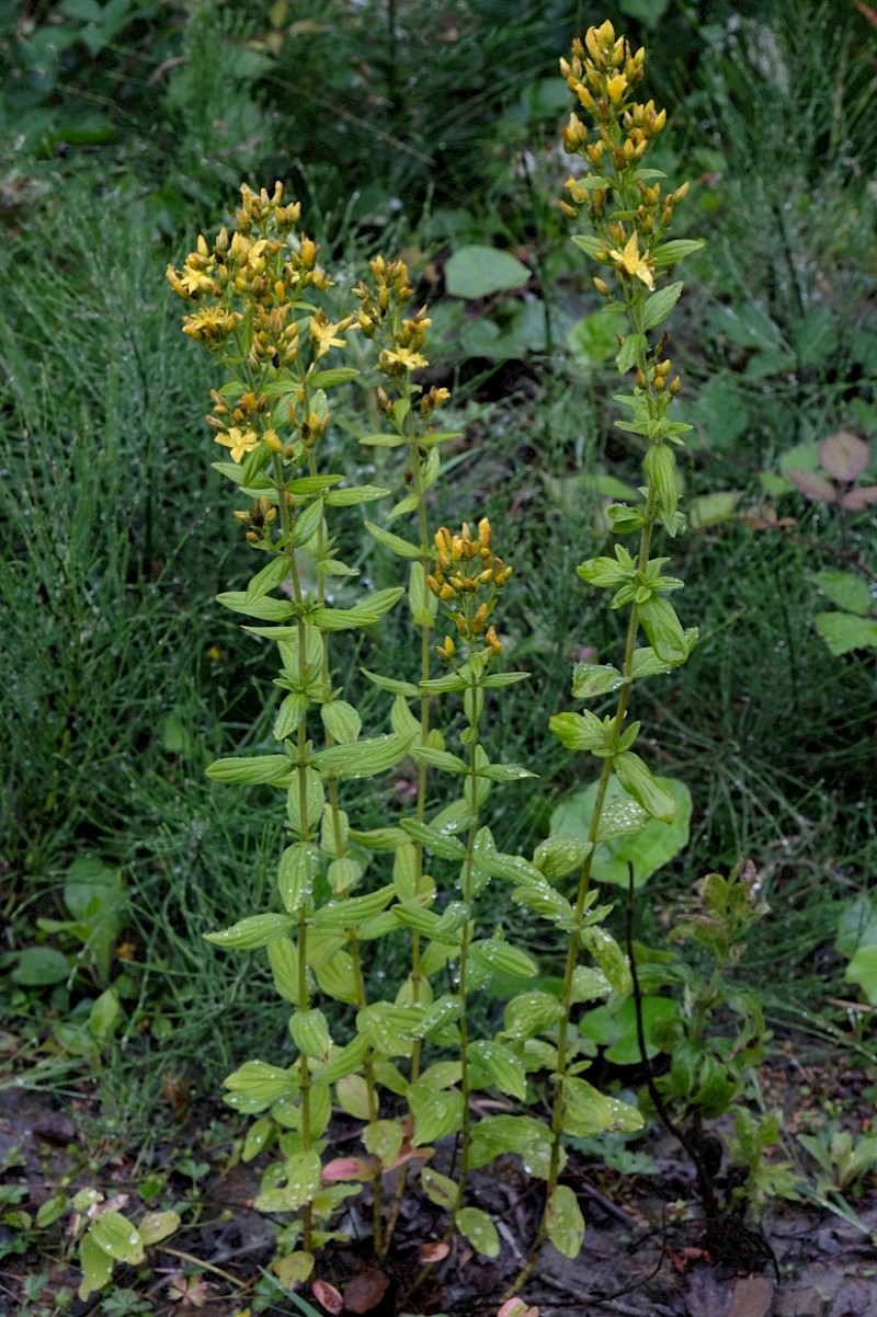 Hypericum hirsutum - © Charles Hipkin