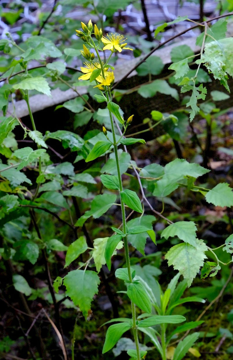 Hypericum hirsutum - © Charles Hipkin