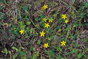 Hypericum humifusum Trailing St John's-wort