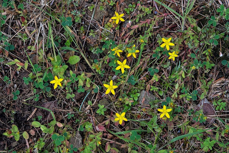 Hypericum humifusum - © Charles Hipkin