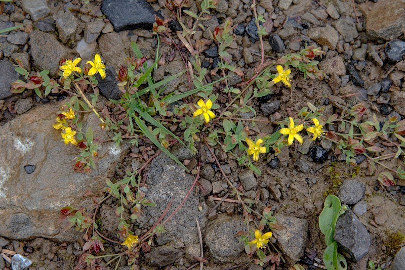 Hypericum humifusum - © Charles Hipkin