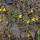 Hypericum humifusum