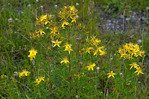 Hypericum maculatum Imperforate St John's-wort