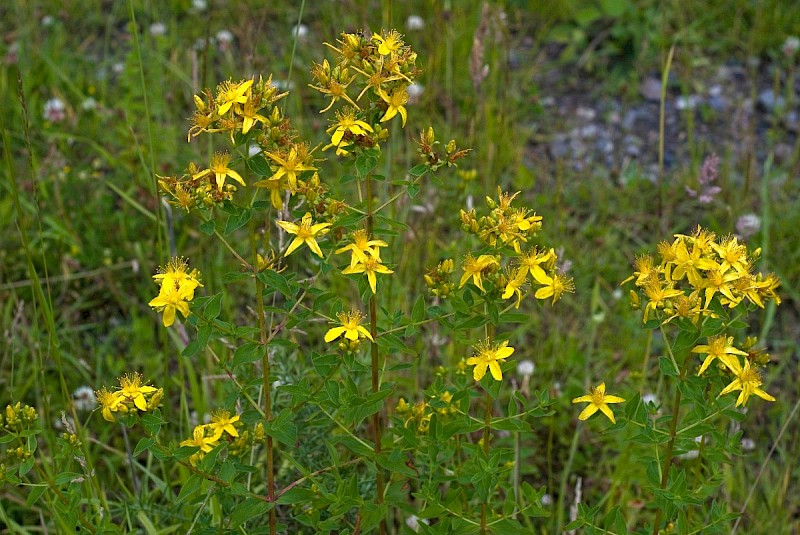 Hypericum maculatum - © Charles Hipkin