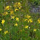 Hypericum maculatum