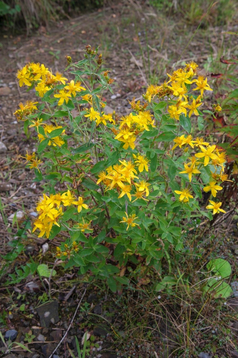 Hypericum maculatum - © Charles Hipkin