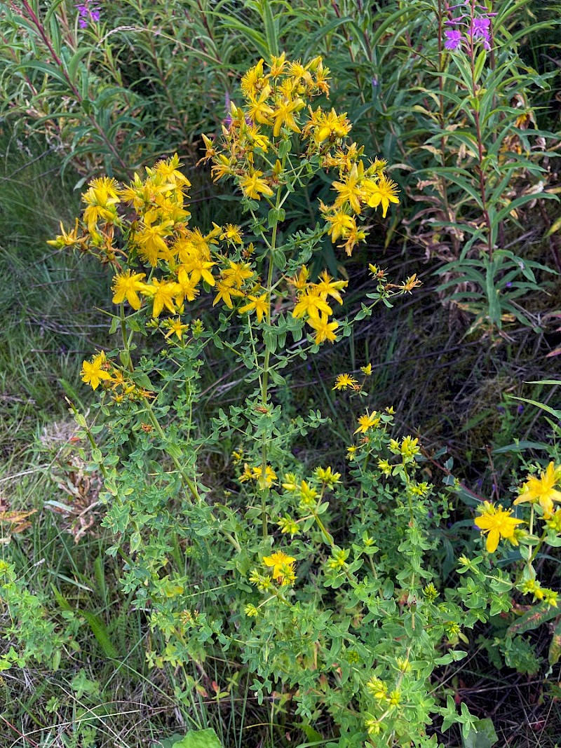 Hypericum perforatum - © Charles Hipkin