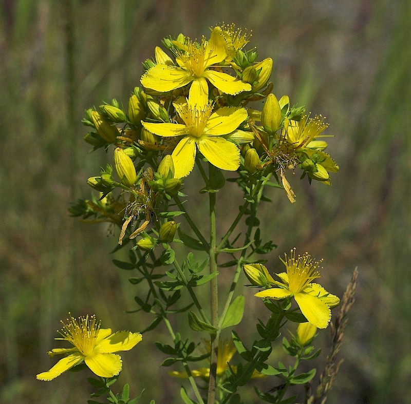 Hypericum perforatum - © Charles Hipkin