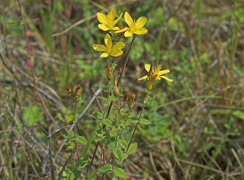 Hypericum pulchrum - © Charles Hipkin