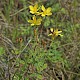 Hypericum pulchrum