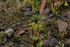 Hypericum tetrapterum Square-stalked St John's-wort