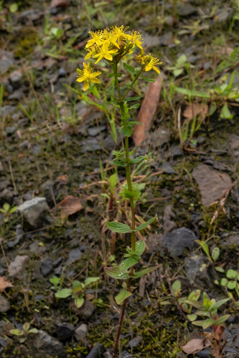 Hypericum tetrapterum - © Charles Hipkin