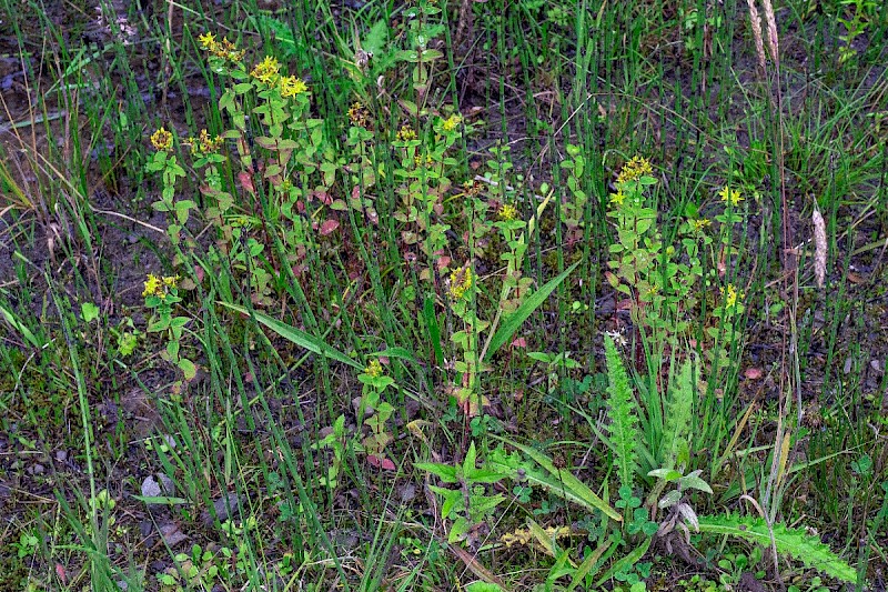 Hypericum tetrapterum - © Charles Hipkin