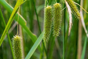 Carex pseudocyperus Cyperus Sedge