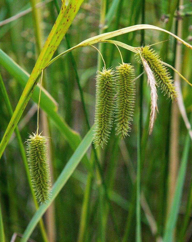 Carex pseudocyperus - © Charles Hipkin