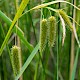 Carex pseudocyperus