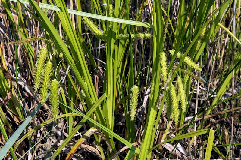 Carex pseudocyperus - © Charles Hipkin