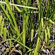 Carex pseudocyperus