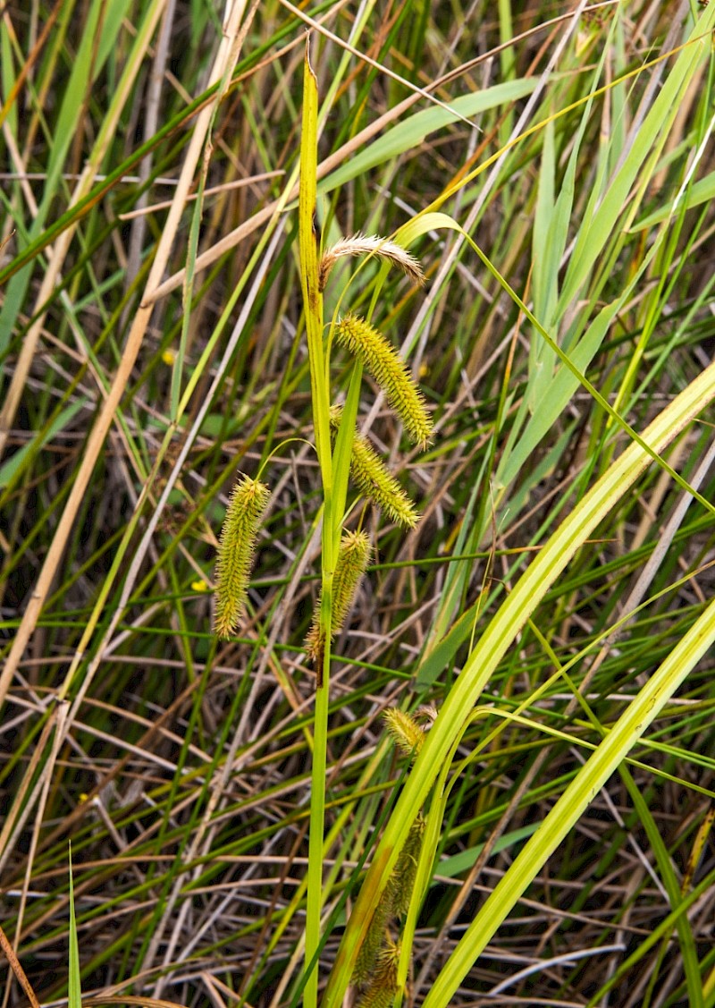 Carex pseudocyperus - © Charles Hipkin