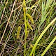 Carex pseudocyperus