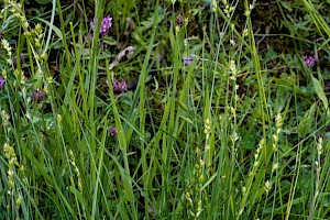 Carex divulsa Grey Sedge