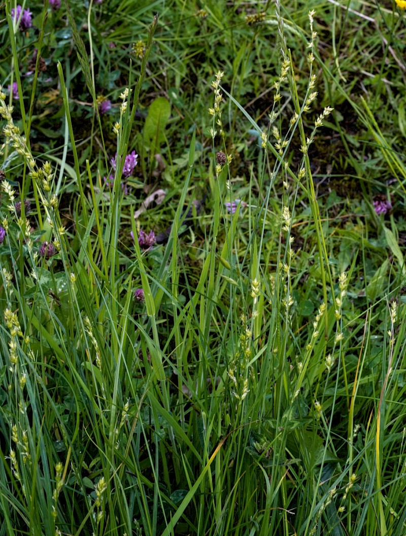 Carex divulsa - © Charles Hipkin