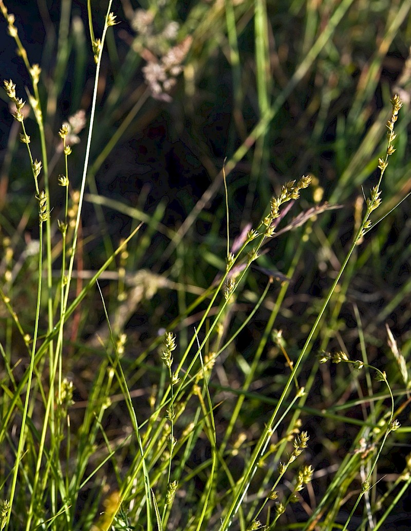 Carex divulsa - © Charles Hipkin