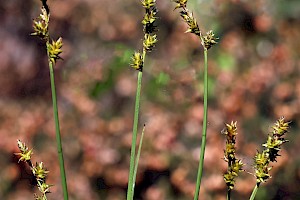 Carex echinata Star Sedge