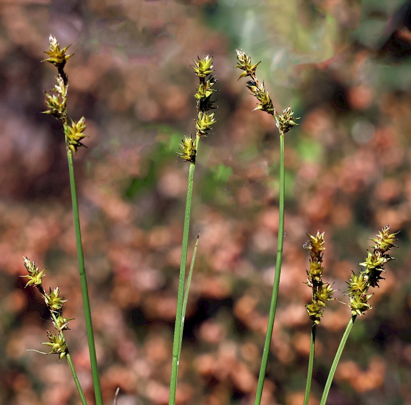 Carex echinata - © Charles Hipkin