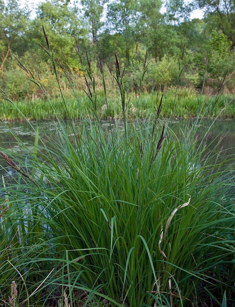 Carex elata - © Charles Hipkin