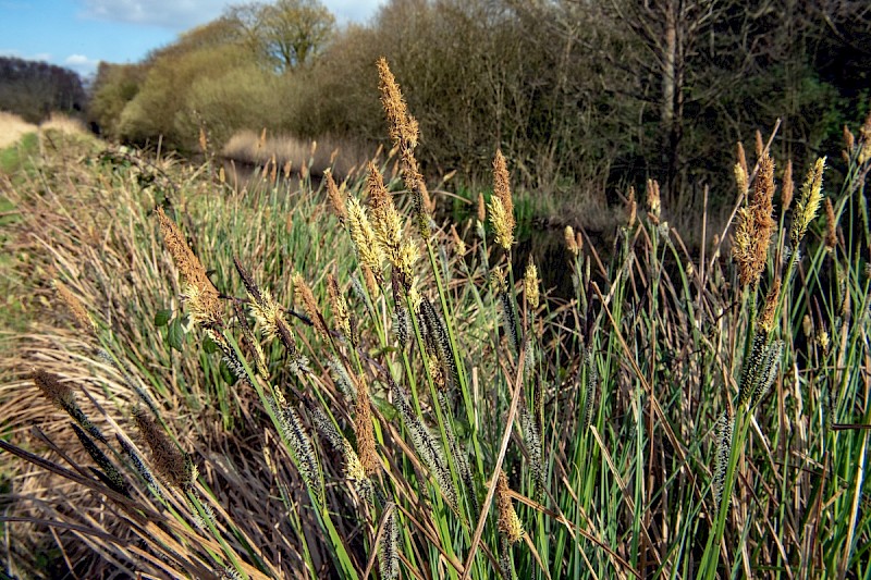 Carex elata - © Charles Hipkin