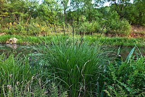 Carex elata Tufted-sedge