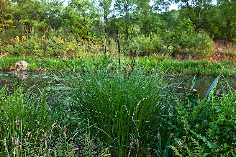 Carex elata - © Charles Hipkin