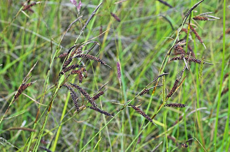 Carex flacca - © Charles Hipkin