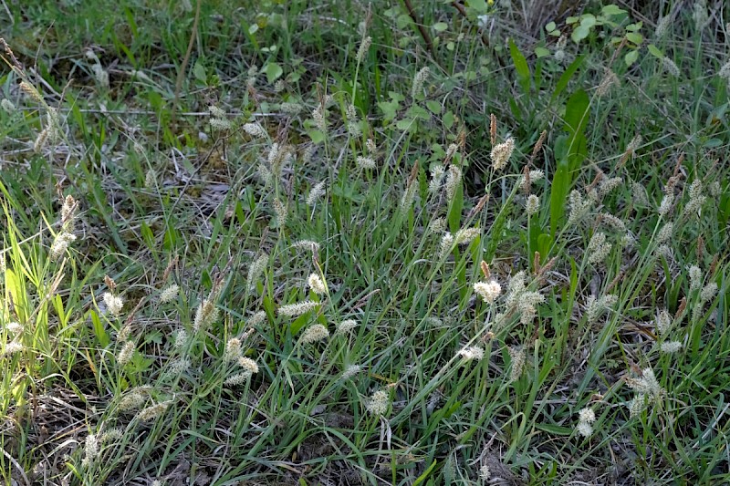 Carex flacca - © Charles Hipkin