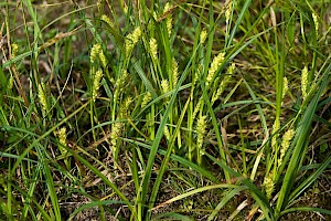 Carex hirta Hairy Sedge