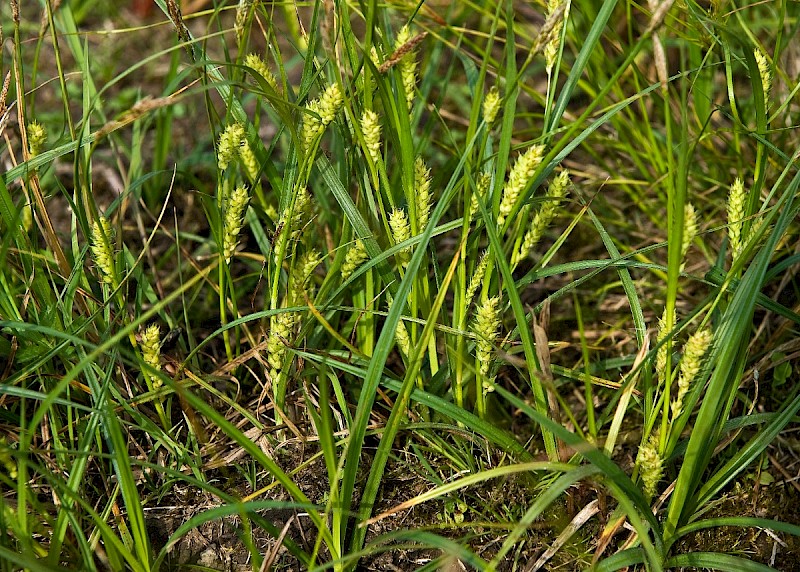 Carex hirta - © Charles Hipkin