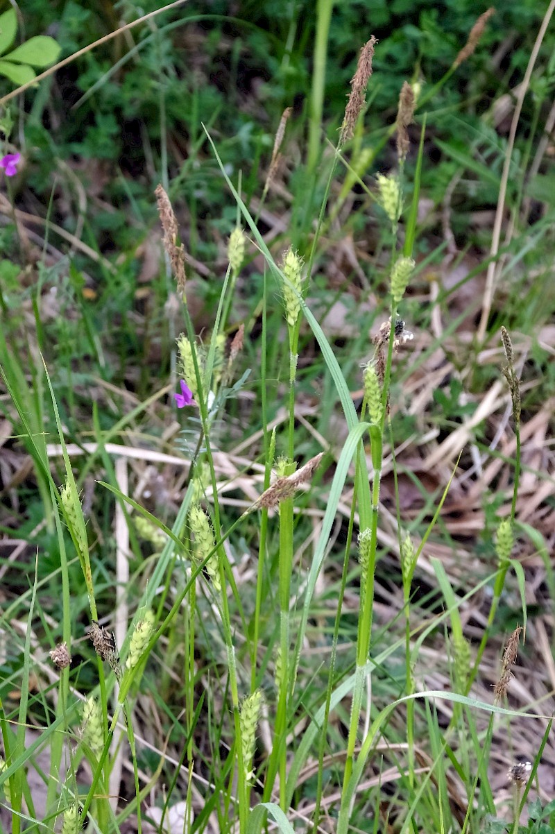 Carex hirta - © Charles Hipkin