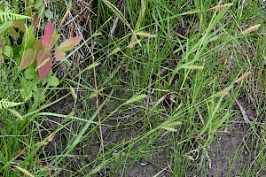 Carex laevigata Smooth-stalked Sedge