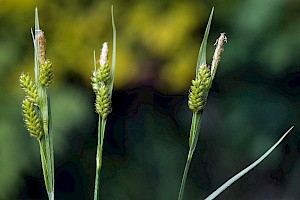 Carex pallescens Pale Sedge